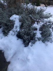 Lavandula angustifolia