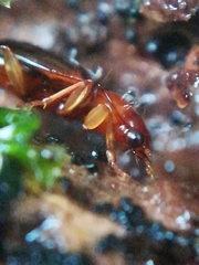 Ocys tachysoides