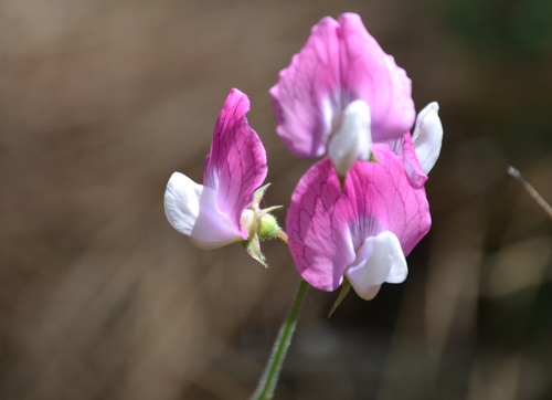 Lycian vetchling (Lathyrus phaselitanus)