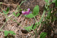 Lathyrus phaselitanus