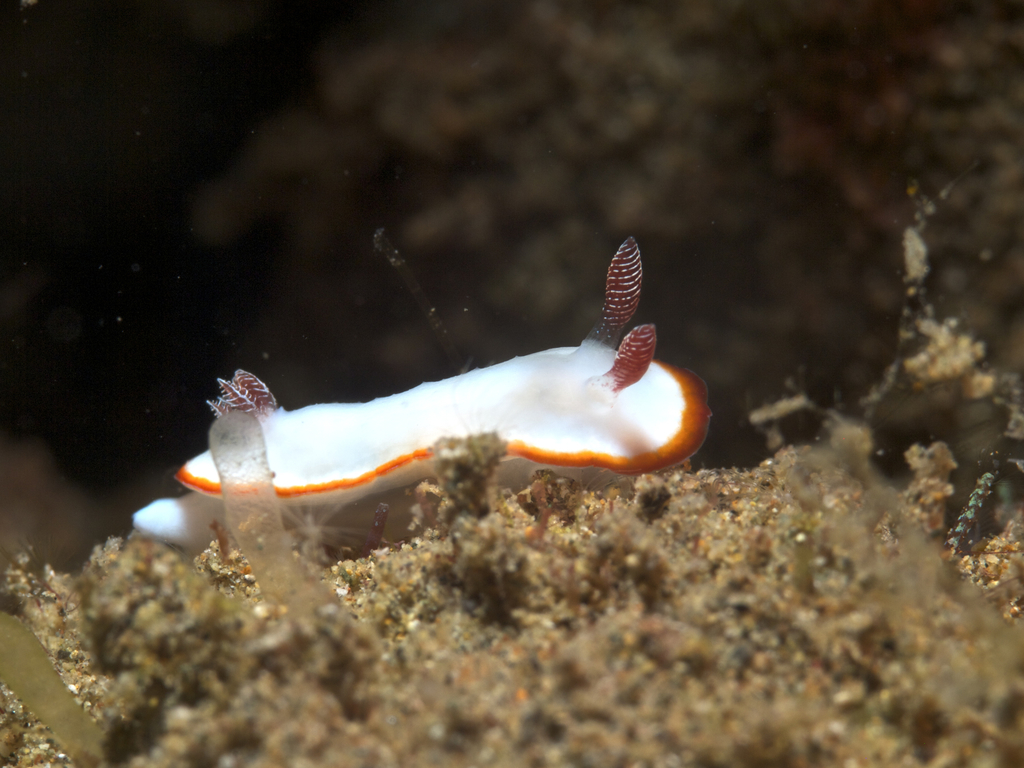 Goniobranchus verrieri