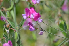 Lathyrus phaselitanus