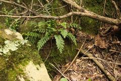 Asplenium theciferum