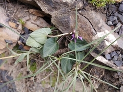 Viola somchetica