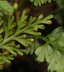 Asplenium theciferum