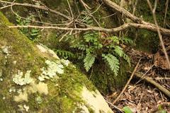 Asplenium theciferum