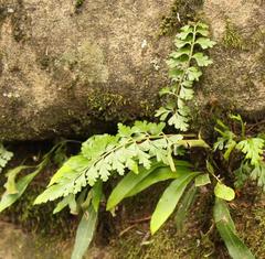 Asplenium splendens drakensbergense