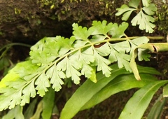 Asplenium splendens drakensbergense