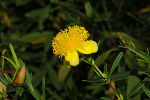 Cedarglade St. Johnswort (Hypericum frondosum)
