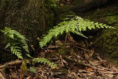 Asplenium splendens