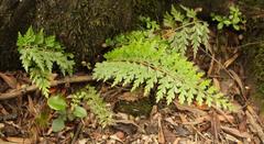 Asplenium splendens