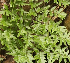 Cheilanthes quadripinnata