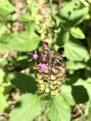 Ocimum carnosum