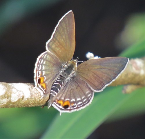 Leaden Hairtail
