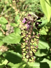 Ocimum carnosum