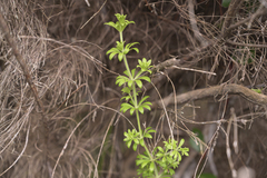 Galium tomentosum