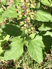 Ocimum carnosum