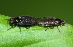 Berisina maculipennis