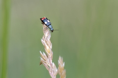 Anthocomus fenestratus