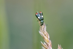 Anthocomus fenestratus
