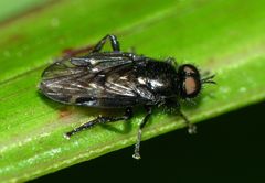 Berisina maculipennis