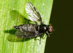 Berisina maculipennis