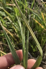 Bromus arizonicus