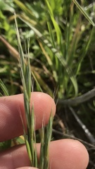 Bromus arizonicus