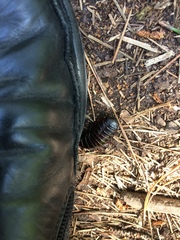 Panesthiinae