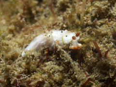 Dermatobranchus funiculus