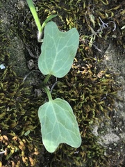 Calystegia macrostegia amplissima
