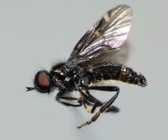 Berisina maculipennis