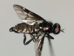 Berisina maculipennis