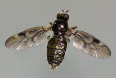 Berisina maculipennis