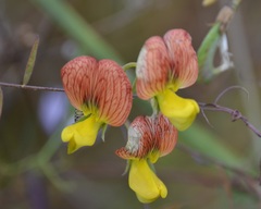 Lathyrus belinensis