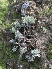 Dudleya traskiae