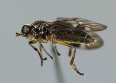 Berisina maculipennis