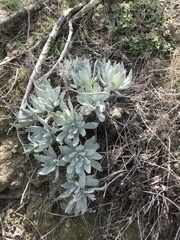Dudleya traskiae