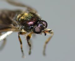 Berisina maculipennis