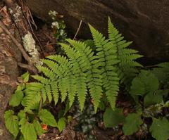 Polystichum transvaalense