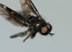 Berisina maculipennis