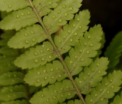 Polystichum transvaalense