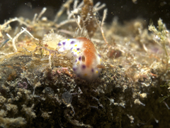 Goniobranchus collingwoodi