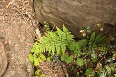 Polystichum transvaalense