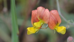 Lathyrus belinensis
