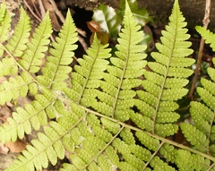 Polystichum transvaalense