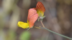 Lathyrus belinensis