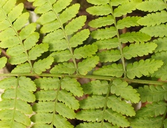 Polystichum transvaalense