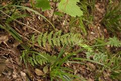 Cheilanthes hirta nemorosa