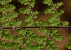 Cheilanthes hirta nemorosa